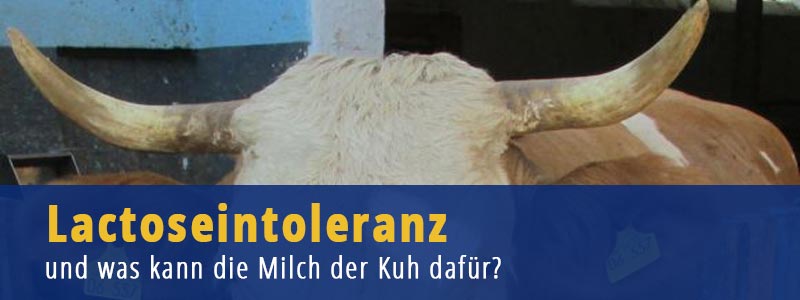 Lactoseintoleranz - und was kann die Milch der Kuh dafür?